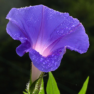Септемврийски цветя - Грамофонче