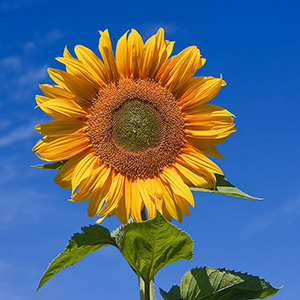Септемврийски цветя - Слънчоглед