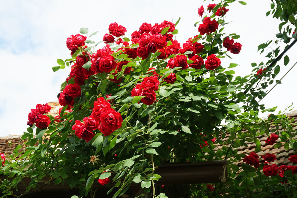 Откриване на най-добрите букети от цветя за лятото - рози